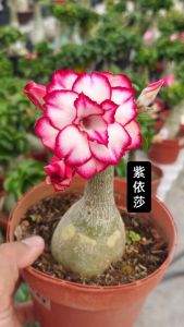 Mini Adenium Obesum Bonsai ID Zi Yi Sha 紫依莎 迷你富贵花