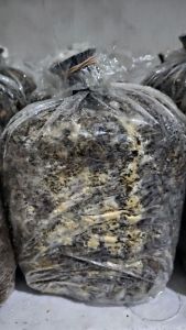 BIBIT JAMUR MERANG PUTIH SUPER (JUMBO)