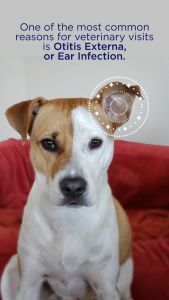 Nước Rửa Vệ Sinh Tai Cho Chó Mèo EpiOtic Ear Cleanser (120ml)