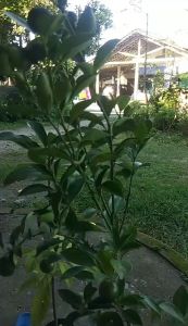 COD Bibit Tanaman buah Jeruk Santang Madu sudah berbuah Kualitas Unnggul Terlaris