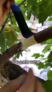 Root growing boxes Rooting Boxes for Trees High Pressure Plant Rooting Device Reusable Plant Rooting Apparatus Air Layering Plant Rooting