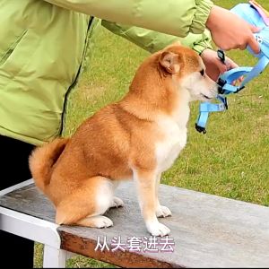 Dream Pet Family 1 Piece Adjustable Pet Dog Harness with Backpack Bag Leash Lead Rope Cat Walking Bag