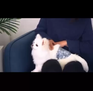 Premium Dono DS Diary Disposable Male Diaper