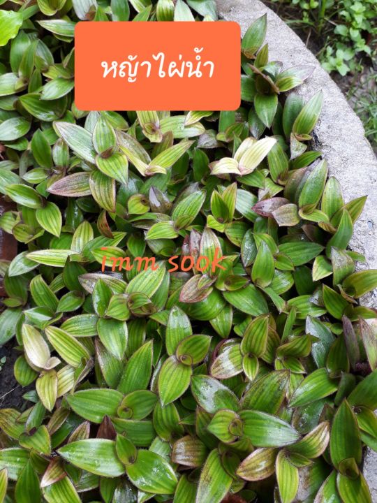 หญ้าไผ่น้ำ ส่งแบบล้างราก 30 กิ่ง | Lazada.co.th