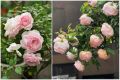 Hoa hồng Misaki Rose - hoa thơm, dễ trồng, hồng bụi. 