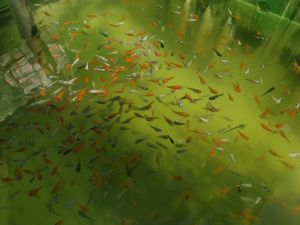 pakan hidup moly  isi 100 ekor