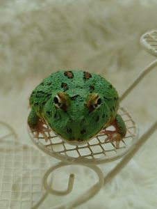蓝武士角蛙/宠物角蛙 4CM Samurai Blue Pacman Frog/Horned Frog/Live Frog