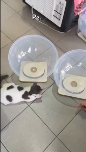 Katil Kapsul Kucing Moden / Space Capsule Pet Bed / Spacious Elevated Pet Nest (Acrylic & Plastic) - 42cm / 37cm / 32cm
