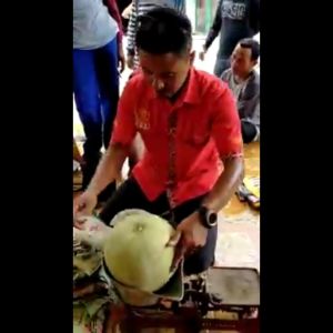 Benih Melon Hibrida HENI F1 Cap Mutiara Bumi Isi 40 Butir Melon Tahan Gemini Virus Daging Putih Kehijauan