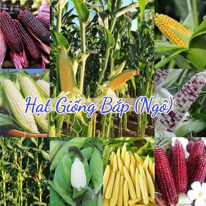 Hạt giống Bắp (Ngô) nảy mầm tốt, sinh trưởng khỏe, Rau củ quả trồng ...