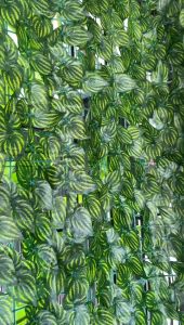 DAUN PAGAR 1 ROLL 3METER X 1 METER DAUN RAMBAT