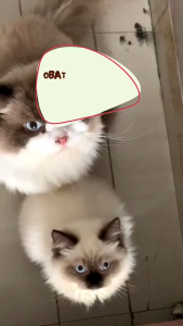 Holycatlabs Royal Care Obat Cacing 10 ml | Obat Cacing Kucing Anjing