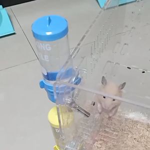 ขอแนะนำของ: ขวดน้ำแฮมเตอร์ ขวดน้ำแฮมเตอร์ ขวดน้ำแฮมเตอร์ หมา ที่ให้น้ำอัตโนมัติ ที่ให้น้ำกระต่าย นก