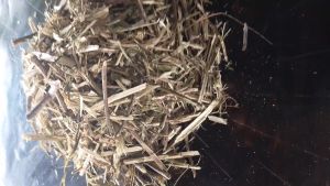RANTING POHON JAYANTI KERING / Natural Jayanti Tree twigs