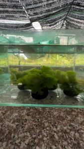 La hán xanh gắn giá thể sẵn không cần co2 không phân nền