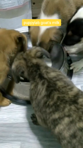 200g Puppy Lab Goat Milk Powder All Stages Adult Puppy Naturally Boost Immunity Digestion Pets Milk Powder