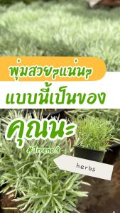 Treeno.9 T186 โรสแมร์รี่ คูลลิ่ง หรือ โรสแมร์รี่ ขาว (Curry Rosemary) ส่งแบบ กระถาง 6 นิ้ว / สูง 15-30 cm. / สมุนไพรฝรั่ง กลิ่นหอม ดีต่อสุขภาพ