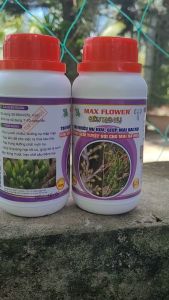 [Freeship Max] Phân bón lá SIÊU TẠO NỤ mai vàng - tạo nhiều nụ kim giúp mai sai nụ tập trung dưỡng chất nuôi dưỡng nụ khỏe chai 250ml_VTNN TIEN KHOA