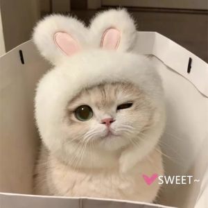 Petone dOrage | Cute Rabbit Ears Pet Hat