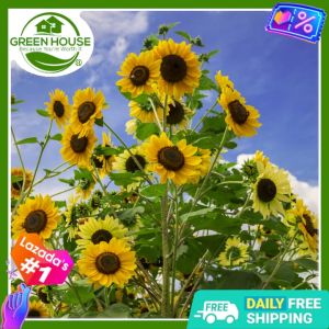 Green House® - Giant Sunflower Seeds for Planting Vegetable Plants (12 Seed) incl. Planting Instruction for Big Hirasol