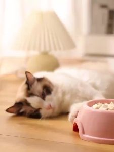 Tempat Makan Hewan Peliharaan 2 in 1: Mangkuk Double & Botol Minum Anti Licin