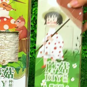 【蘑菇种植盒】菌包菌种种植包家种室内家庭菌菇包儿童趣味手工