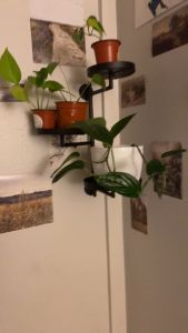 3-Tier Plants Stand Rack Indoor Rotating Window Plant Shelf Wall Plant Holder Stand for Multiple Plants for Living Room Wall Planter Modern Home Decor for Gardening