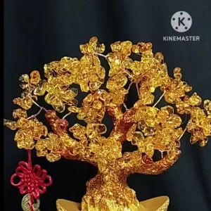 [ Size TRUNG  LỚN ] Cây Kim Tiền Tài Lộc Cây Tiền Vàng Phong Thuỷ Thu Hút Tài Lộc