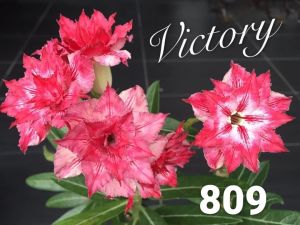Adenium Kemboja Bonsai ID 809/富贵花
