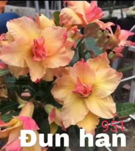 Adenium kemboja bonsai ID:951/富贵花