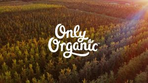 Only Organic ข้าวโพดแท่งรสกล้วยและมะม่วง Finger Food Banana & Mango Melty Corn Sticks