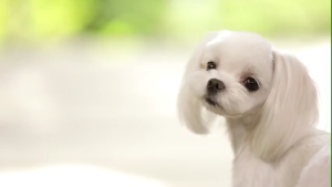 Korean Dog Dr. Holi Milk– Perfect for Your Furry Friend