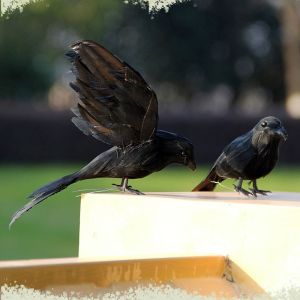 Black Crow Spread Wings Feathers Home Decoration White Dove Owl Photography Props Teaching Props Window Display Ornament