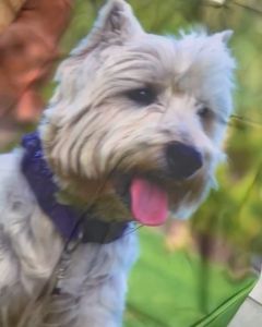 Áo Bọc Bảo Vệ Vali 26-30"(20-30kg) Thun Co Giãn 4 Chiều Chó Xù Chống Rách