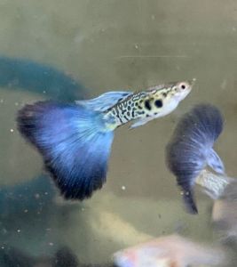 Guppy Purple Cobra Blossom 1 pair