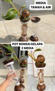 Pot bonsai kelapa dua (2) media (Tanah & Air) - pot bonsai kelapa Minion antik