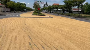 10 kg Lúa cho chim bồ câu gà...hạt tròn dinh dưỡng