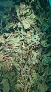 100g cây thồm lồm sấy khô