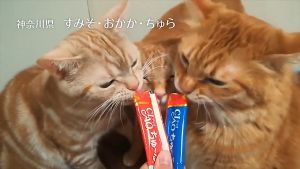 Ciao cat food Inaba Ciao Churu Cat Treats 14g (4 pcs per pack)