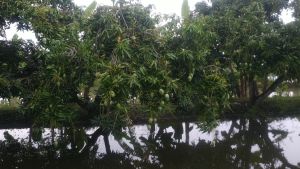 Mangga Okyong/Namdokmai: Kondisi Muda&Tua 1kg Isi 3-4 Bisa Request