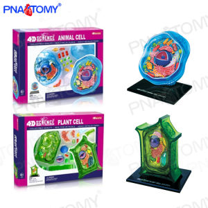 4D Master Biology Teaching Botanical Garden Display Cell Assemble Plant Animal Cell Organ Anatomy Model