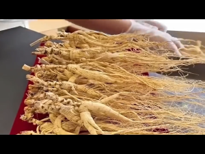 Local Stock 水飞蓟人参佛手贴 Herbal Detox Patch For Liver Protection Patch Nourishing Liver Cleanse Detox Slimming Product 养肝 护肝贴 肝排毒 祛湿瘦身 COD