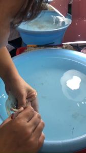 Chân Tổ Yến Sào Thô Khánh Hòa Nguyên Chất Loại To + quà tặng