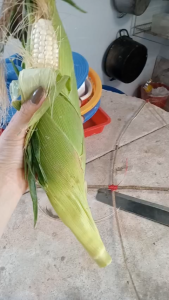 3kg Hạt giống ngô nếp Thái Lan Fancy 39 (tặng kèm bắp tím)