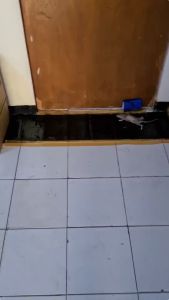 60/120cm Jebakan Lem Tikus Jumbo/Magic Karpet Lem Tikus/Ampuh Super Besar Perangkap/Kuat Dan Aman Dapat/Non Toxic