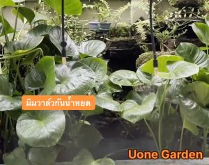 หมอกพ่นละอองน้ำ 10 และ 20 หัวพร้อมสายไมโคร 10 และ 20 เมตร พร้อมชุดต่อก๊อกสนามและก๊อกน้ำทั่วไป