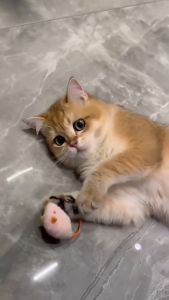 Chuột Đồ Chơi Giảm Stress Cho Chó Mèo Bằng Bông (Tặng gói catnip) - iPet Shop