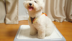 Dog Pee Pad Holder Potty Tray Portable Dog Litter Box Toilet Training for Small Medium Large Pet Puppy Indoor Outdoor Non-Slip Leak Proof Puppy Potty Tray