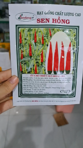 (Gói 5gr) Hạt Giống Ớt Hiểm (Chỉ Thiên) Sen Hồng 084 - Cây kháng bệnh tốt trái rộ độ đồng đều cao