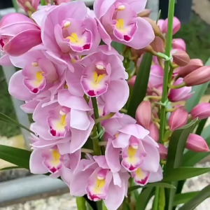 Bộ 4 củ giống hoa địa lan santo nhiều màu
